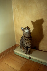Domestic cat and lamp sitting. Lamp makes a shadow. Vintage house interior.