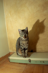 Domestic cat and lamp sitting. Lamp makes a shadow. Vintage house interior.