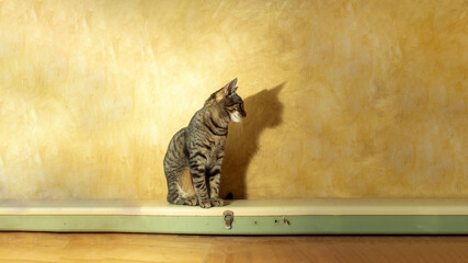 Domestic cat and lamp sitting. Lamp makes a shadow. Vintage house interior.