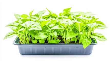 Obraz premium A vibrant green plant flourishing in a tray, isolated against a clean white background
