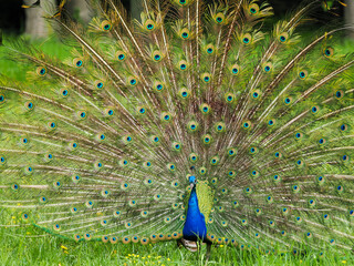 Obraz premium Male peacock displaying feathers