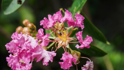 Fototapeta premium Close-Up of Pink Crape Myrtle Flower With a Small Insect Pollinator