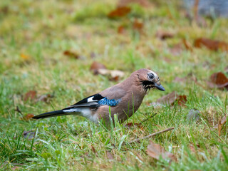 Eichelh&auml;her (Garrulus glandarius)