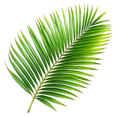 Obraz premium palm leaf isolated on white