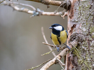 Obraz premium Kohlmeise (Parus major)