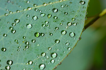 Plant with water drops on leaf against blurred background, macro view