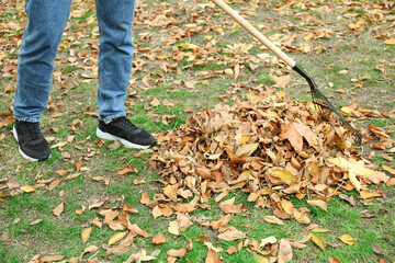 Man gathering fallen leaves with fan rake outdoors, closeup