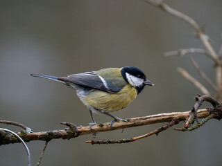 Obraz premium Kohlmeise (Parus major)