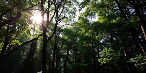 Obraz premium A collection of various dappled light shadows cast by trees and foliage in a forest setting, sunlight, collection