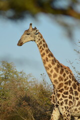 Obraz premium Girafe de profil au Parc Kruger en Afrique du Sud 