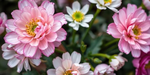 Obraz premium Close-up of beautiful pink and white ranunculus flowers, spring, petals