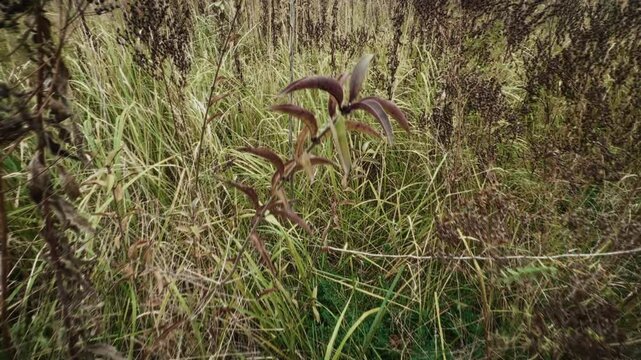 Walking through wild high grass of an meadow from low angle. Animal point of view. Autumn, fall season. Dry vegetation. Harmony with nature, ecosystem, ecology, habitat. High quality 4k footage