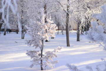 snow covered trees