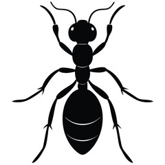 Fototapeta premium illustration of a spider