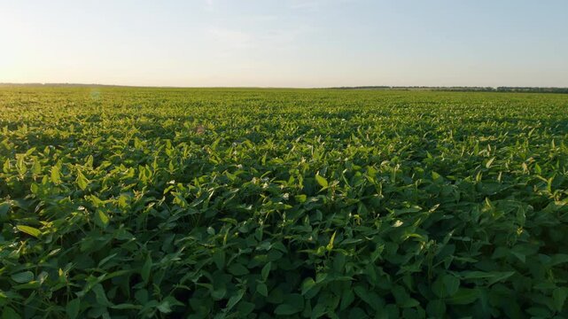 Green Soybeans In A Farmers Field. Soybean A Plantation. Glycine Max. Growing Crops. Field Soybeans In Early Autumn.