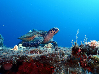 Naklejka premium Hawksbill Turtle underwater