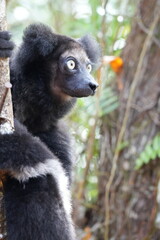 Indri indri is the biggest lemur of the world and severly endangered 
