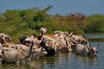 West Africa. Senegal. A herd of humpback Zebu cows with huge horns drink water from a small lake on...