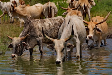 West Africa. Senegal. A herd of humpback Zebu cows with huge horns drink water from a small lake on the Atlantic Ocean coast.
