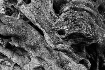 Viejo tronco de olivo centenario en blanco y negro