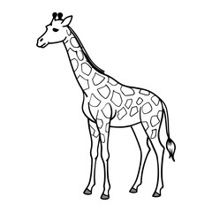 Obraz premium giraffe isolated