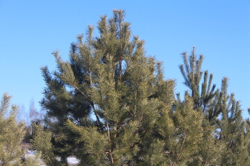 pine tree branches
