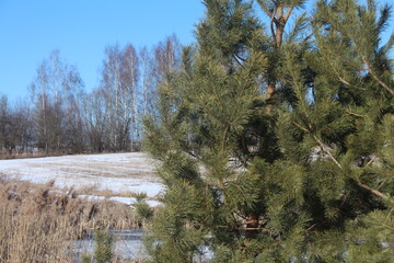 forest in winter