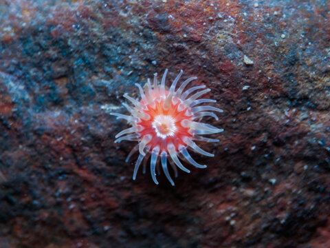 Cute sea anemone