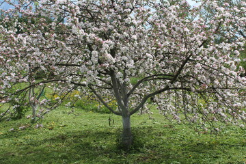 Apple tree, flower