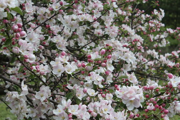 pink cherry tree