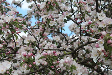 blossom in spring