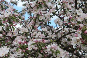 Spring aromas of apple trees