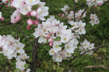 pink cherry blossoms