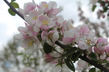 A branch of a flowering apple tree