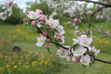 Blooming apple tree