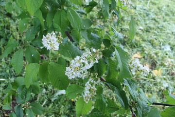flowers in the garden