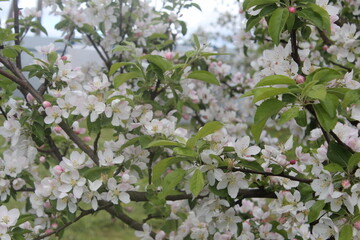 blooming tree