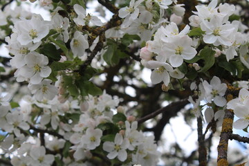 tree flowers