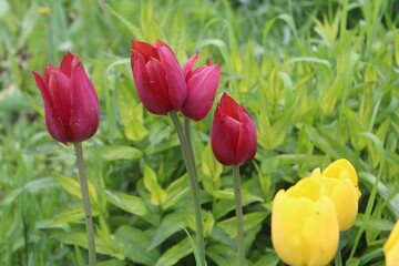 red and yellow tulips