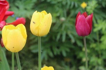 Tulips