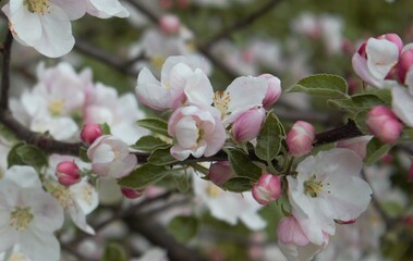 tree blossom