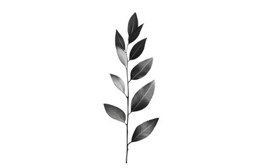 Obraz premium A single black leaf branch isolated on a white background, showcasing its elegant shape and unique texture, perfect for botanical illustrations.