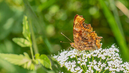 Anglewing butterfly - Polygonia c-album