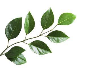 Fototapeta premium A vibrant green leaf branch showcasing lush, glossy leaves against a white isolated background, perfect for nature-themed designs.