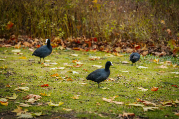 A coot bird foraging on green grass, surrounded by scattered fallen leaves. The bird's dark...