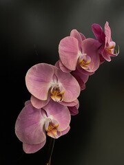 pink orchid on black
