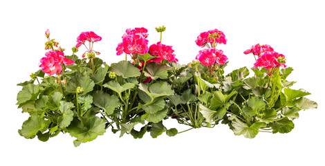 Lush geranium flowers in vibrant pink