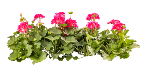 Lush geranium flowers in vibrant pink