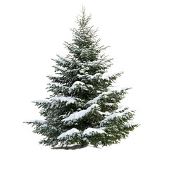 Fototapeta premium Christmas tree isolated on a white background