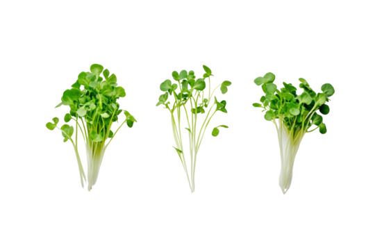 Fresh green baby bok choy on a white isolated background, showcasing vibrant leaves and crisp textures, perfect for healthy meal preparation.